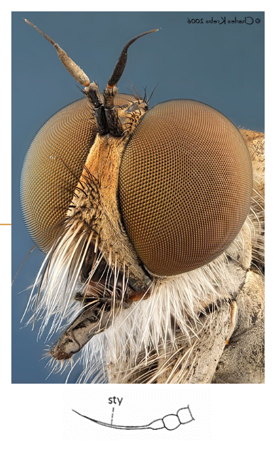 <p>Stylate Antennae</p>