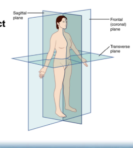 <p>frontal/coronal plane (slice front/back vertically)</p><p>sagittal/mid-sagittal (slice in half, = left/right)</p><p>transverse (slice horizontally = upper,lower)</p>