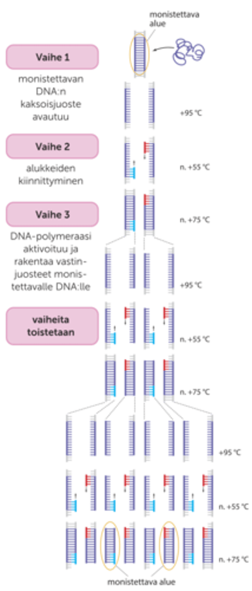 <p>1) Lämpötilaa nostetaan niin, että DNA:n juosteet eroavat toisistaan.</p><p>2) Lämpötilaa lasketaan, jolloin alukkeet pariutuvat juosteiden kanssa.</p><p>3) Lämpötilaa nostetaan uudelleen (noin +72 °C:een), jolloin lämpöä sietävä DNA-polymeraasi rakentaa uudet juosteet. Tuloksena on kaksi DNA-molekyyliä.</p><p>4 ) Samat vaiheet toistetaan, jolloin tuloksena on neljä molekyyliä. Seuraavaksi samat vaiheet toistetaan jälleen: tuloksena saadaan kahdeksan molekyyliä, joista kaksi on täsmälleen samanlaisia kuin monistettava DNA-alue. Toisto toistolta monistettavana olevan DNA-jakson määrä kasvaa eksponentiaalisesti. Runsaat 20 toistoa tuottaa monistettavasta alueesta jo miljoonia kopioita.</p>