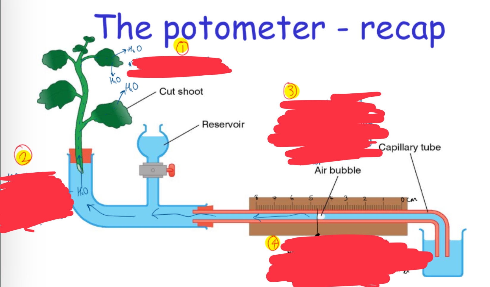 <p>diagram of the potometer + what happens at each step </p>