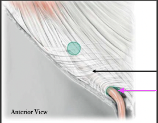 <p>Inguinal Canal Features</p>