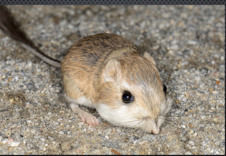 <p>-lives in the desert</p><p>-has the same physiology as us, but does not drink water</p><p>-it only gets it’s water from metabolism</p>