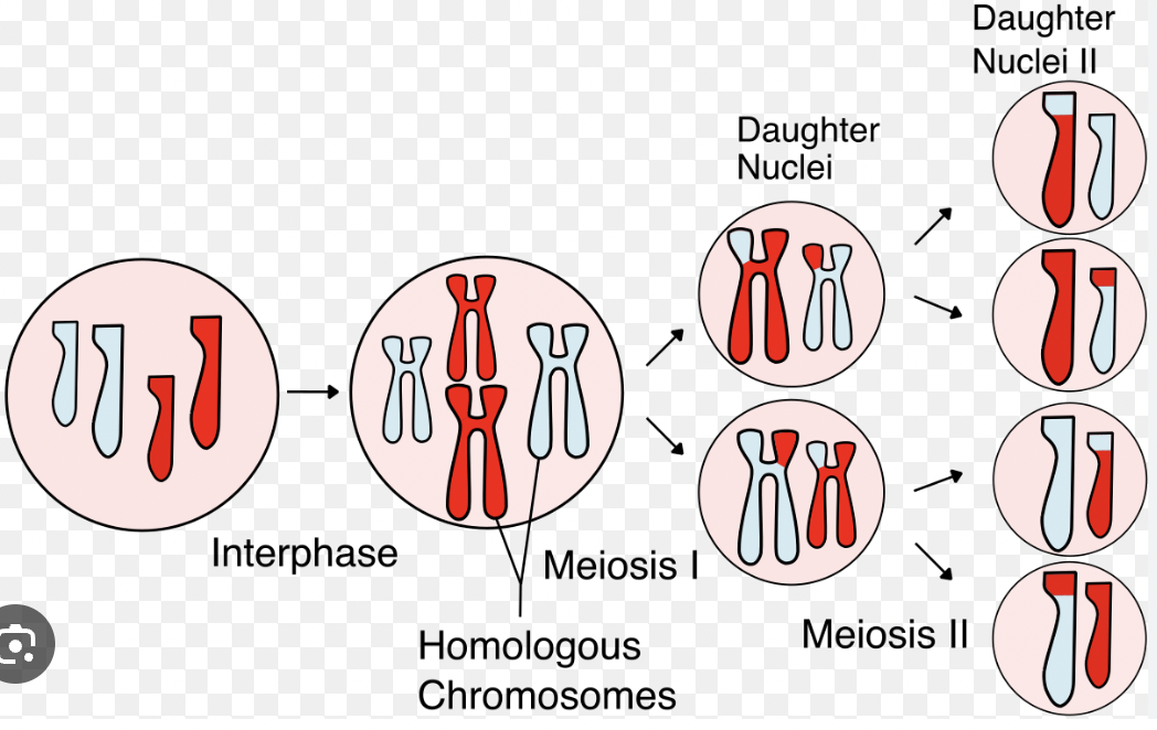 <p>Result of Meiosis </p>