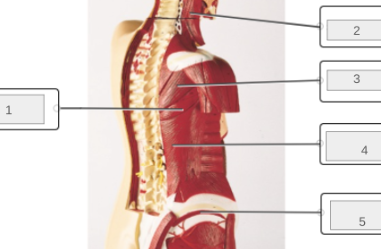 <p>name muscles 1-5</p>