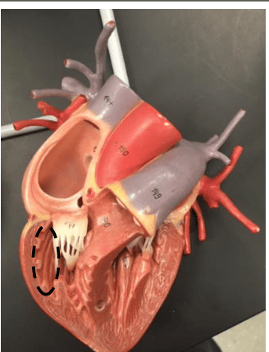 <p>surface on the inside ventricle walls (Freddy Krueger skin)</p>