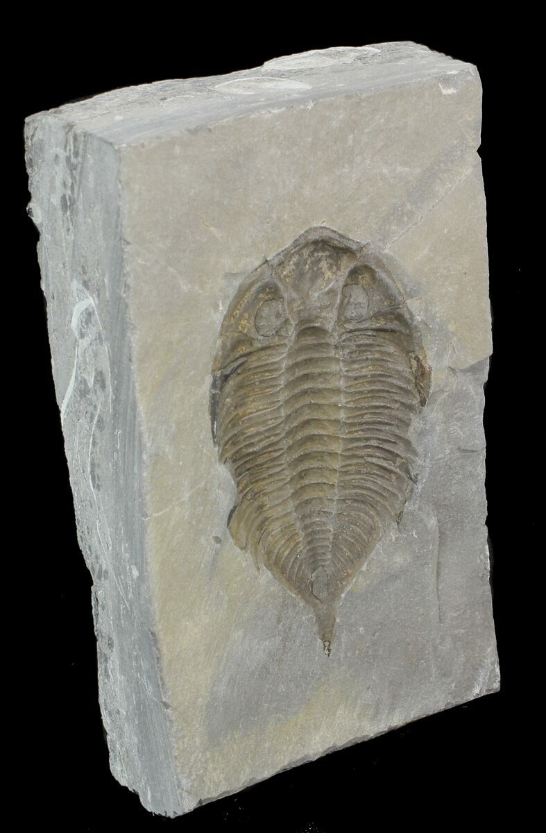 <p>Impression Fossils</p>