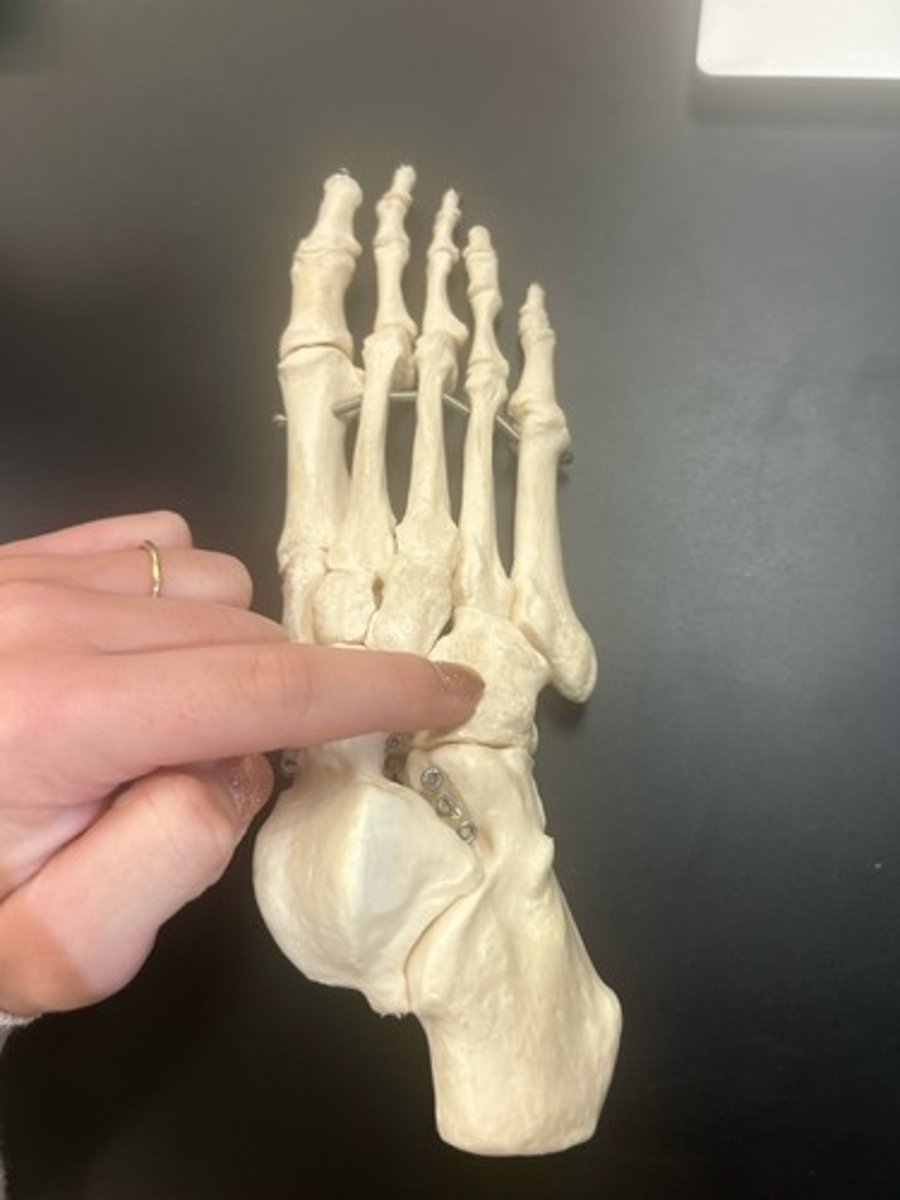 <p>name the bone</p>