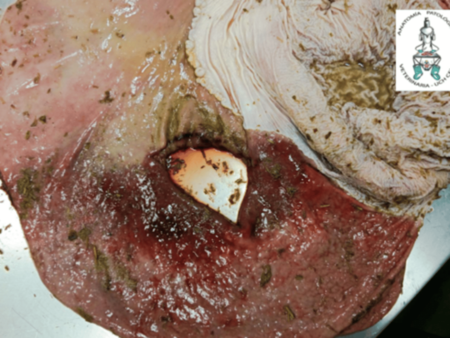 <p>¿rotura gástrica ante o post mortem?</p>