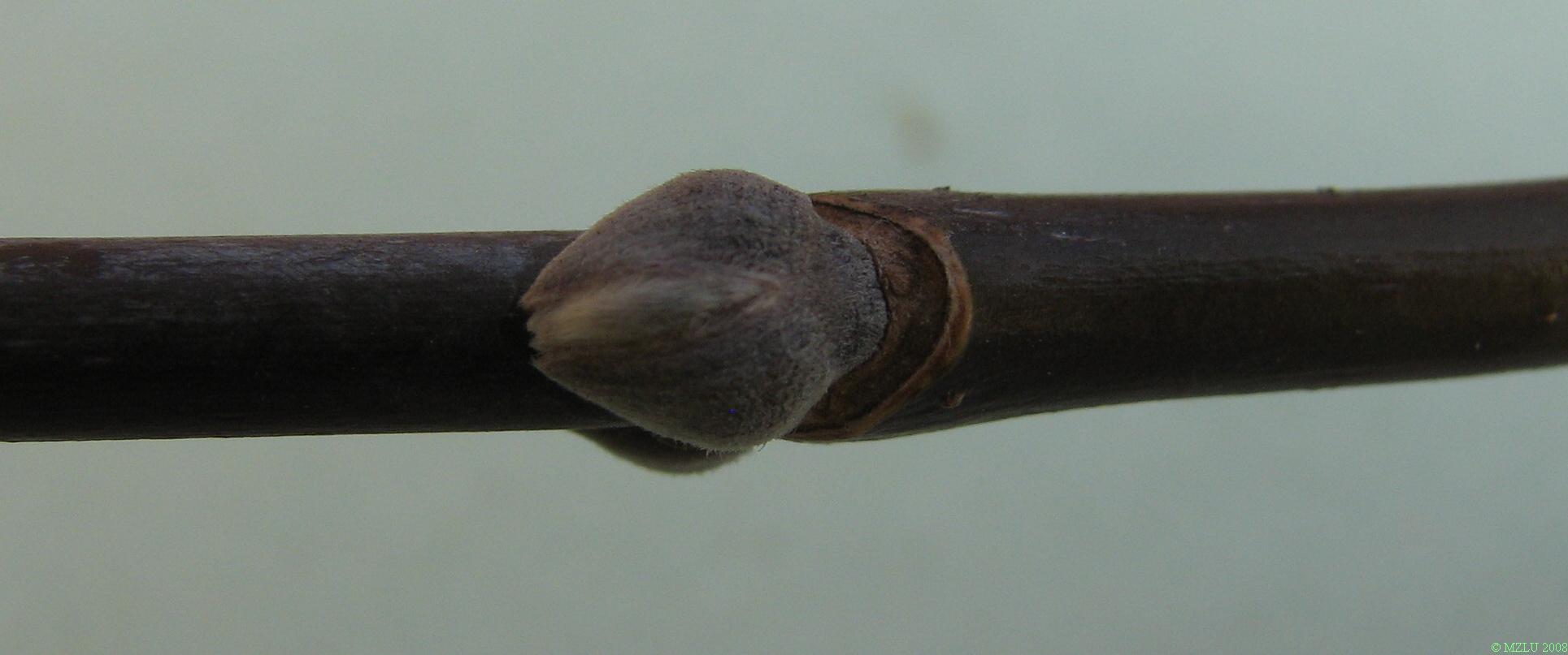 <p><strong><em>Acer negundo</em></strong></p><p>Letorosty lysé, zelené, modrošedě ojíněné. <strong>Listové jizvy spojené</strong> linií tvaru V. Pupeny <strong>vstřícné</strong>, drobné, <strong>bíle plstnaté</strong></p>
