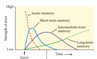 <p>iconic: briefest, few seconds</p><p>short term: aka working memory, one minute</p><p>intermediate-term: hours/days</p><p>long-term: months, years, lifetime</p>