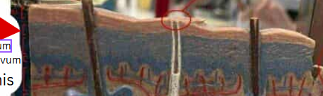 <p>A layer of the epidermis that provides the skin with strength and water resistance, located between the stratum lucidum and the stratum spinosum. </p>
