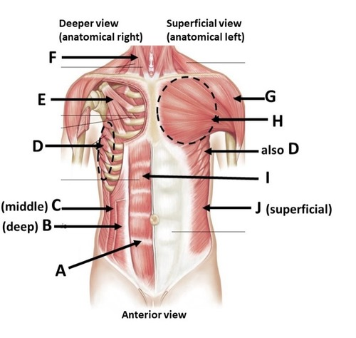 <p>B (Anterior)</p>