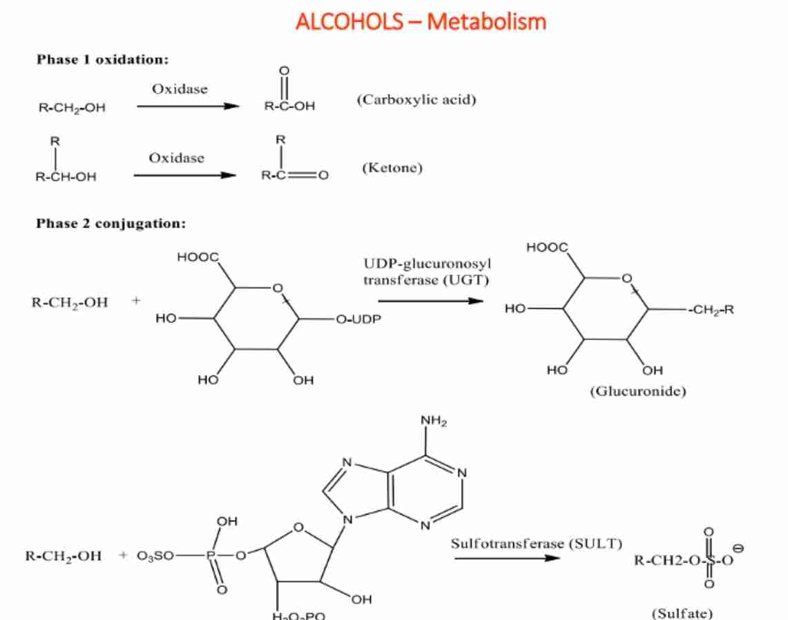 <p><span>Alcohols undergo oxidation catalyzed by alcohol dehydrogenase.</span></p>