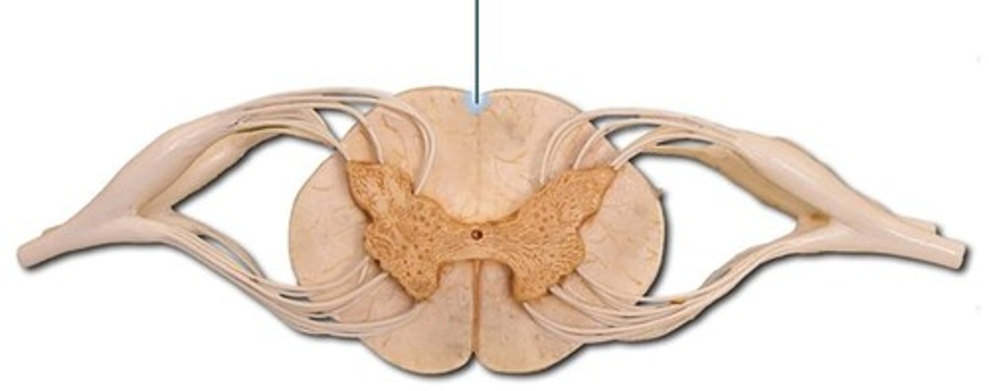 <p>a shallow vertical groove dividing the spinal cord throughout its whole length in the midline posteriorly.</p>