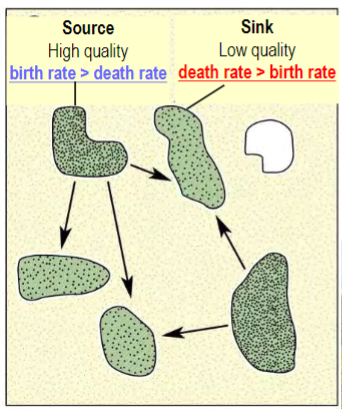 <p>a modification of the metapopulation model that eliminates the first three assumptions (patches are not homogeneous and Pc and Pe are not equal for all patches)</p><p>patch quality differs, thus Pc and Pe also differ (i.e. size, resources, predators, diseases, competitors, etc affect Pc and Pe)</p><p>low quality patches are repopulated by excess offspring from high quality patches (rescue effect); buffers a population from extinction due to poor quality habitat</p>