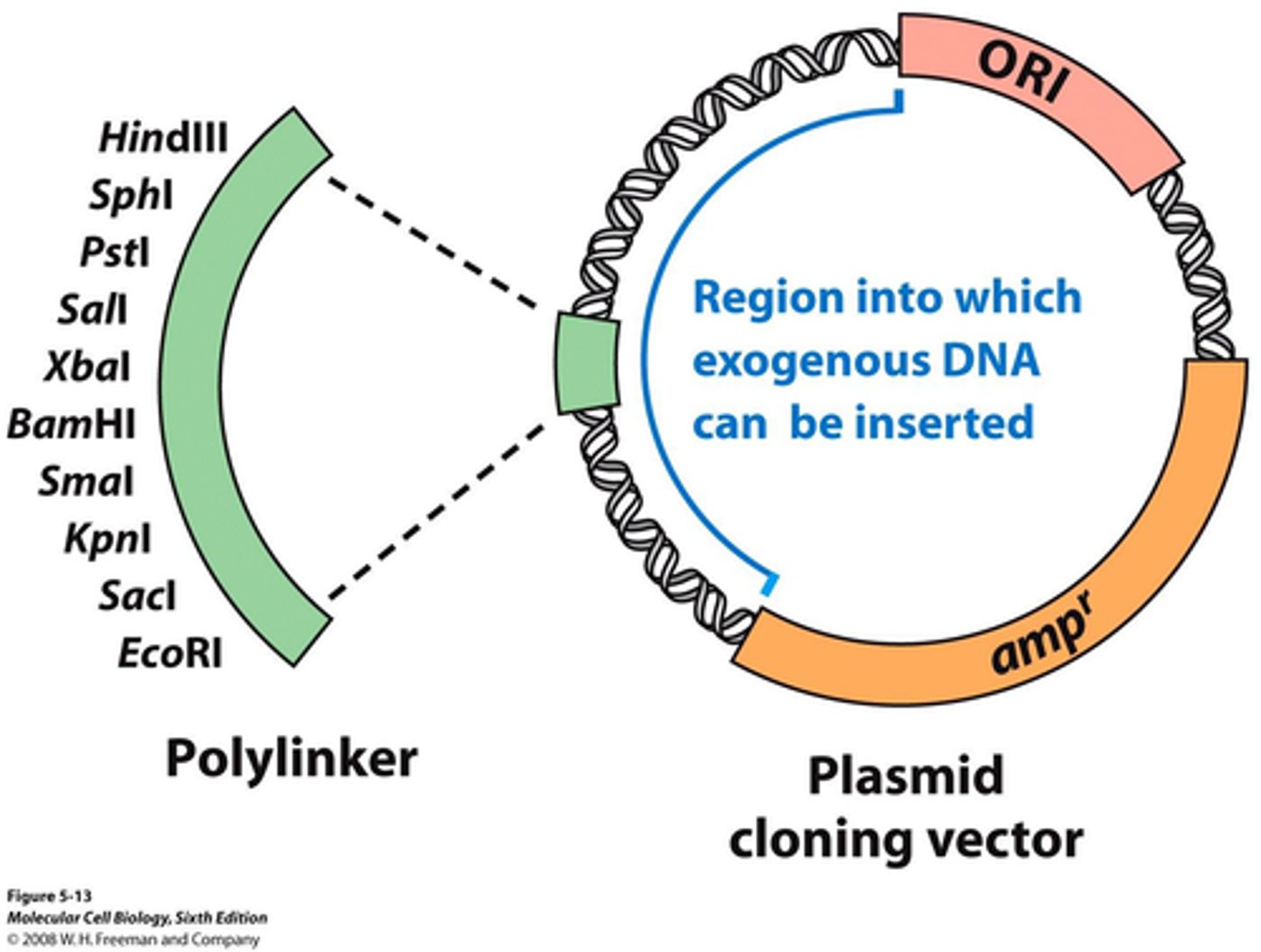 <p>contains a origin of replication</p><p>selectable marker (AbxR)</p><p>restriction enzyme cut sites</p><p>high copy number</p><p>small size</p>