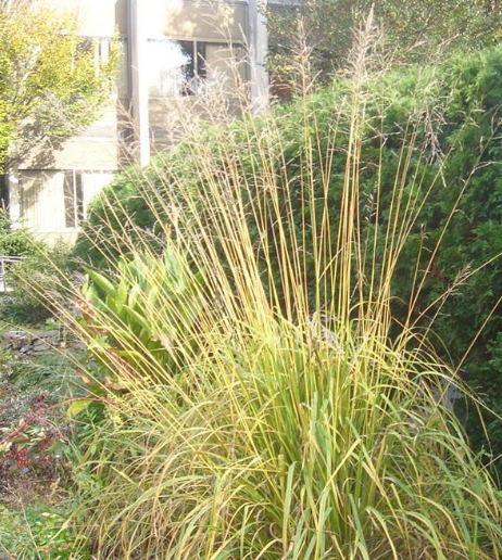 <p>sparse panicles, wide bladed foliage, foliage lower to the ground, non native, warm season</p>