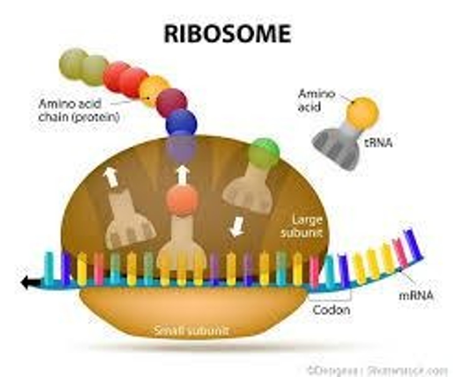 <p>Sites of protein synthesis made of 2 subunits of rRNA; can be free-floating or attached to the rough endoplasmic reticulum.</p>