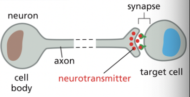 <p>**a specialized form of paracrine signaling</p><p>performed by neurons that transmit signals electrically along their axons & release neurotransmitters at chemical synapses, which are often located far away from the neuronal cell body</p>