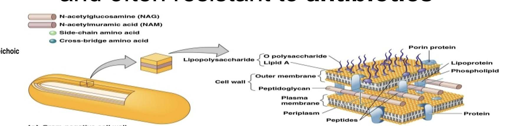 <p>5-10 layers of peptidoglycan</p><p>no teichoic acids present</p><p>has LPS (lipopolysaccharide) outside peptidoglycan</p><p>LPS layer is toxic to humans, responsible for symptoms, and often resistant to antibiotics</p>