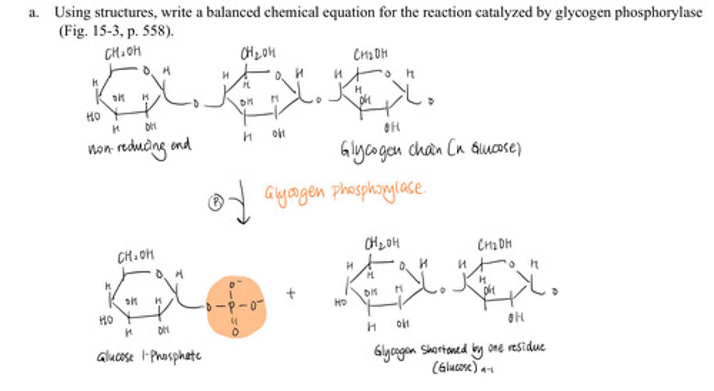 <p>use glycogen phosphorylase to catalyze cleavage of glycogen w/ n residues</p><p>forms glucose 1-phosphate + glycogen with n-1 residues</p>