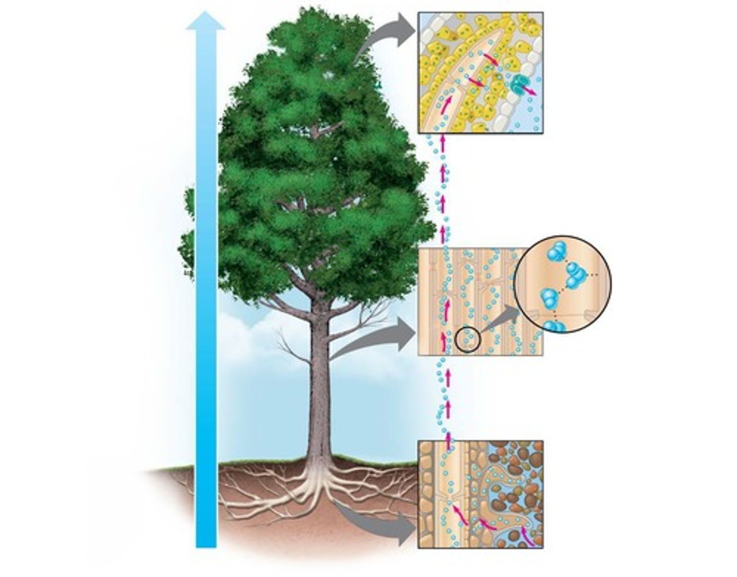 <p>Explains water movement in plants via transpiration.</p>