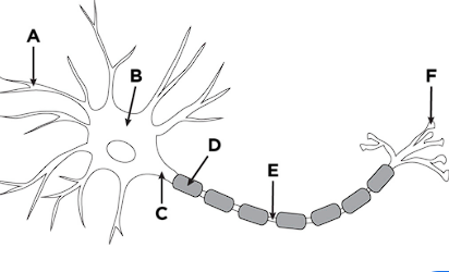 <p><strong>E</strong></p><p></p><p></p><p></p><ul><li><p>gap b/t each myelin sheath&nbsp;</p></li><li><p>allows ions to enter the neuron</p></li><li><p>helps with process of communication&nbsp;</p></li></ul><p></p>