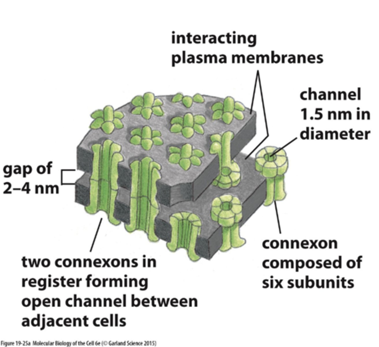 <p>1. connexins</p><p>2. innexins</p>
