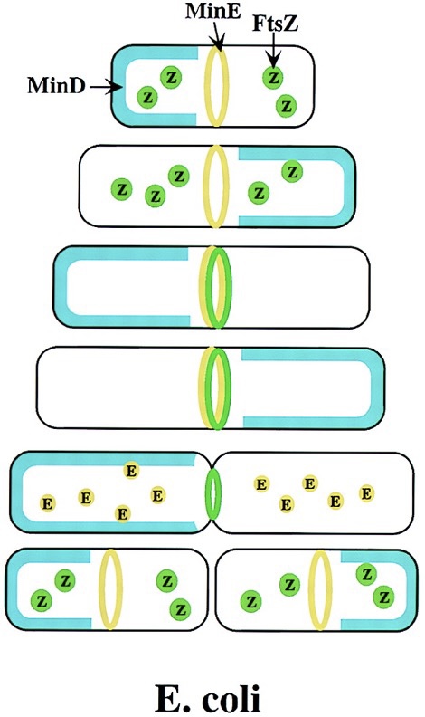<ol><li><p>Gram-negative cells have an outer membrane and divide <strong>by constriction, followed by membrane fusion.</strong></p></li><li><p>The ring separating the cells is formed by a <strong>FtsZ protein.</strong></p></li></ol>