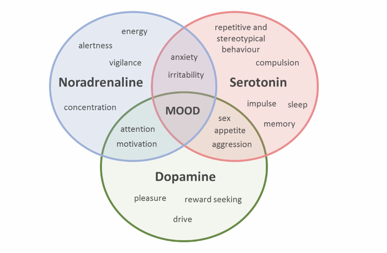 <p>noradrenaline</p><p>serotonin</p><p>dopamine </p><p></p>