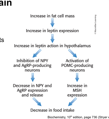 <p>appetite by binding the leptin receptor in brain</p><ul><li><p>leptin = <strong>adipokine</strong> secreted by adipose tissue in <u>direct</u> relation to fat mass</p></li><li><p>when fat mass <strong>increases</strong> → leptin <strong>inhibits</strong> appetite-stimulating peptide (NPY and AgRP) secretion while <strong>stimulating</strong> the release of appetite-suppressing hormone (MSH)</p></li></ul><p></p>