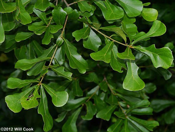 <p>Water oak</p>