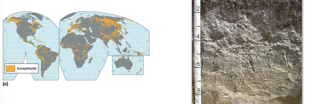 <p><strong>inceptisol characteristics</strong></p>