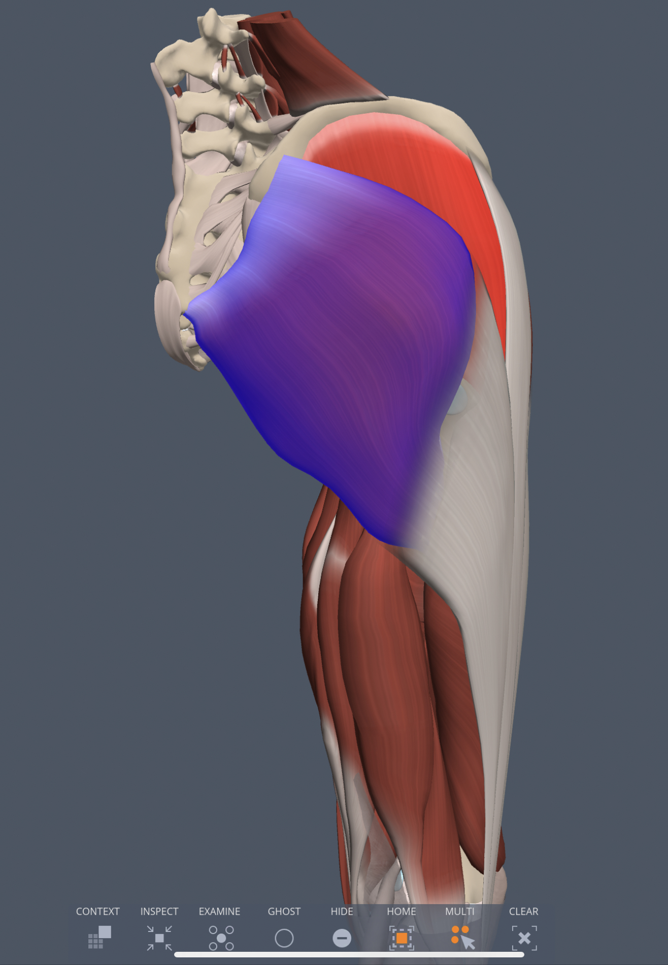gluteus maximus innervation
