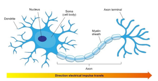 * Improves conduction speed of electrical impusles along axon → require more space + energy 