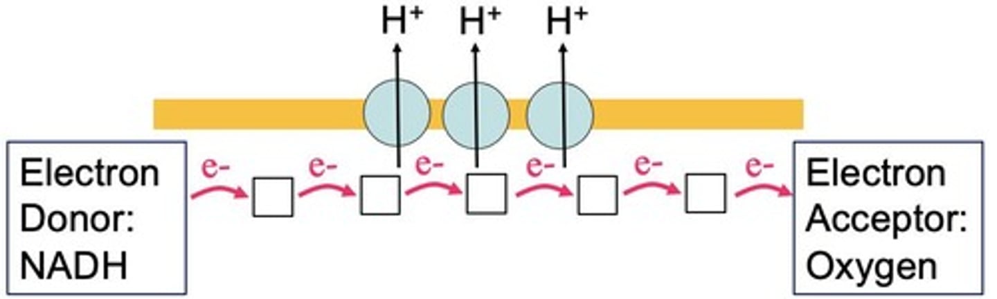 <p>The electrons lose energy, which is used to power the active transport of protons.</p>
