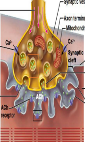 <p>Calcium entry causes some synaptic vesicles to release their contents (the neurotransmitter acetylcholine) by exocytosis</p>