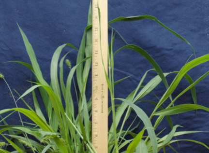 <p>giant Foxtail</p>