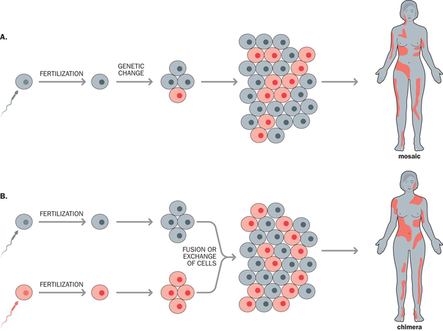 mosaicism vs chimera 