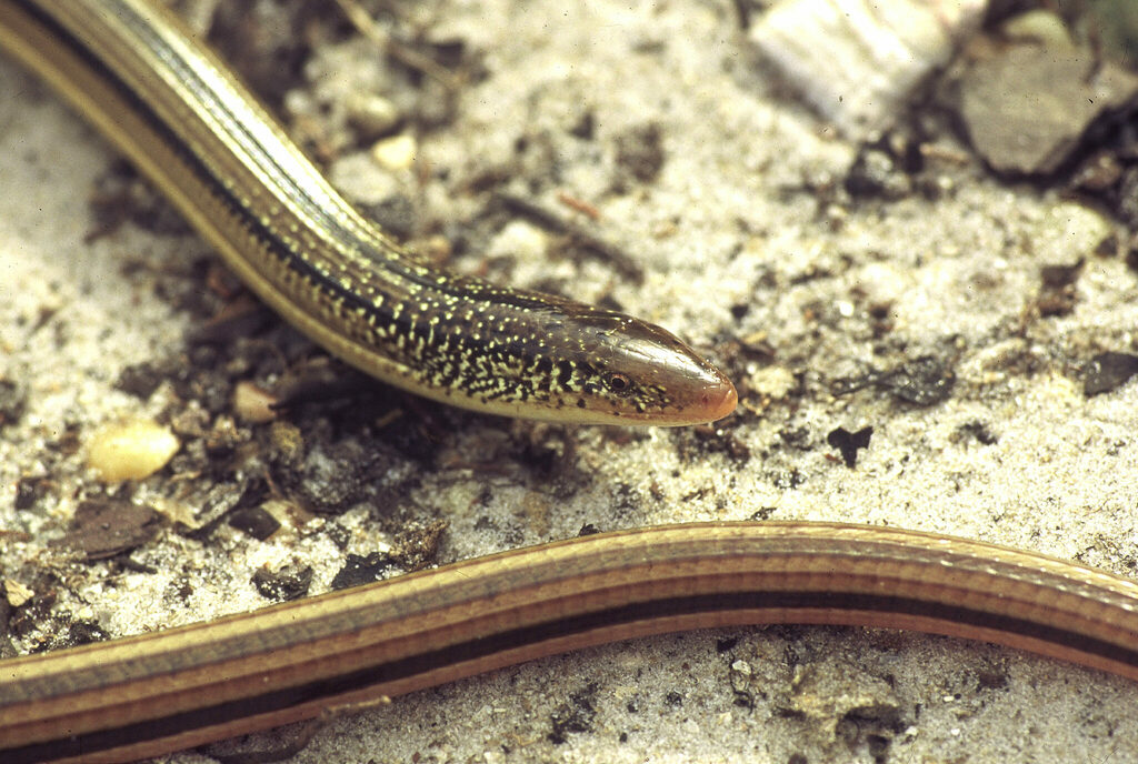 <p>Island Glass Lizard, FL native, nearly endemic, long narrow snout, females are more plain and males are more speckled</p>