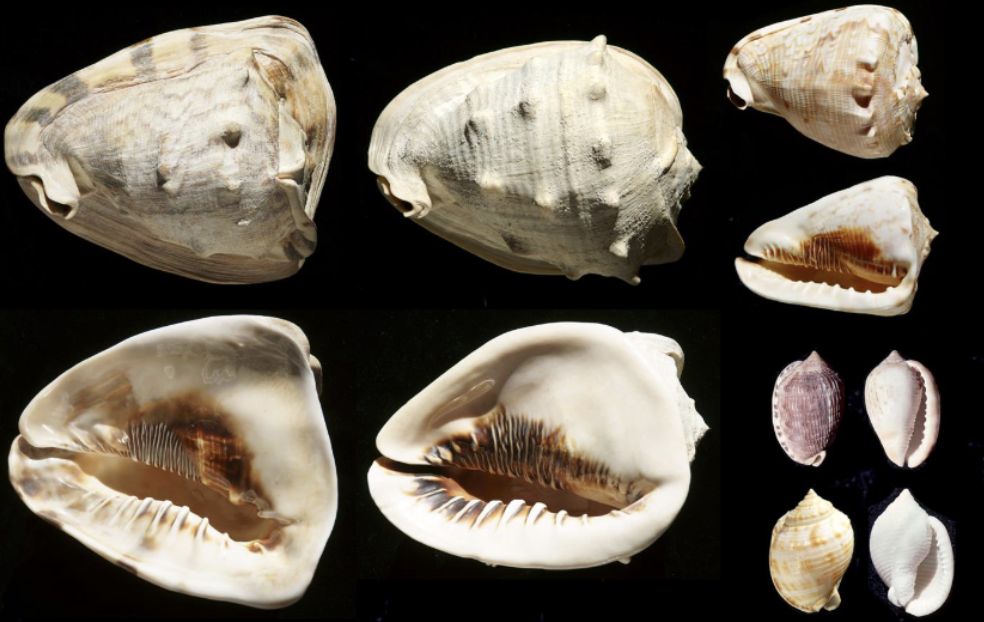 <p>What phylum, class, subclass, and family is this organism? What habitat and feeding corresponds to them?</p>