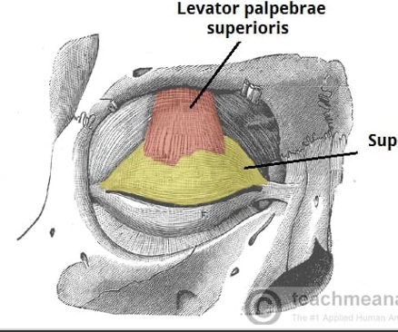 <p>Action and innervation of facial expression muscle: Levator Palpebrae Superioris </p>