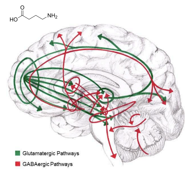 <p>widespread, and found throughout the CNS (red arrows)</p>