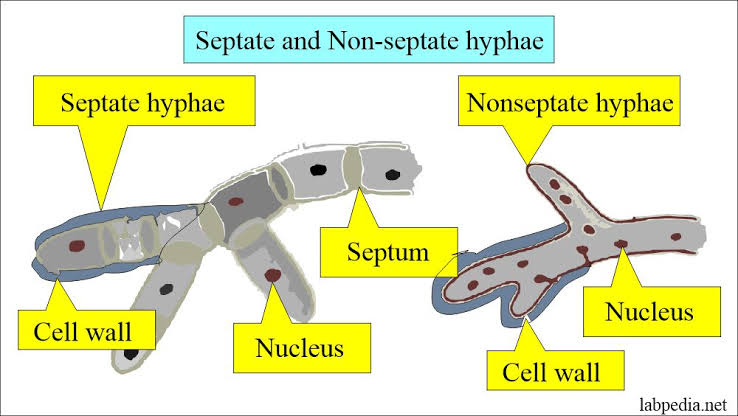 <ul><li><p>threadlike filaments form from spores</p></li><li><p>Some fungi have septa which are cell walls made from chitin and separates cells</p></li><li><p>Other fungi may have nuclei but no separation</p></li></ul><p></p>