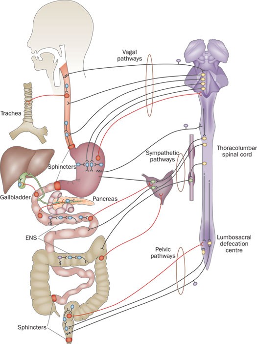 peripheral structures, namely ganglia and nerves, that are incorporated into the digestive system organs