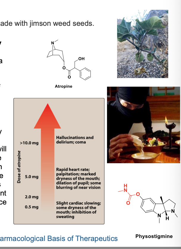 <p>a) jimson weed = common plant that contains <strong>atropine </strong>and other belladonna alkaloids. seeds contain high concentrations of these alkaloids and poisoning results from their ingestion. symptoms of various doses of atropine are and are predictable as consequence of muscarinic receptor antagonism. </p><p></p><p>b) measures to limit absorption of the atropine should be initiated WITHOUT delay if the poison had been taken orally. for symptomatic treatment, slow IV injection of <strong>physostigmine (an AChE inhibitor)</strong> will increase ACh at muscarinic receptors. physostigmine will rapidly abolish the delirium and coma caused by high doses of atropine but carries some risk in mild atropine intoxication. b/c physostigmine is metabolized rapidly, the pt may again lapse into a coma within 1-2 hours and repeated doses may be needed. if marked excitmenet is present and more specific treatment is NOT available, a benzodiazepine = more appropriate treatment to induce sedation and prevent seizures. support of respiration and control of hyperthermia may be necessary. </p>