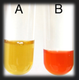 <p>MR-VP Methyl Red Test — This medium tests for the fermentation of what sugar?</p>
