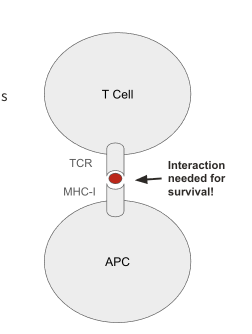<ul><li><p>successful TCRs should bind to non-self antigens loaded on MHC</p><ul><li><p>specialized transcription factors in the thymus induces promiscuous (random) expression of endogenous antigens from <u>all over the body</u> (allows the T cell to check its TCR against the rest of the body without having it leave to the rest of the body to test reactivity)</p></li><li><p>sterile environment = no presence of non-self antigen</p></li></ul></li><li><p>unsuccessful TCRs bind to self-antigens loaded on MHC or fail to bind to MHC</p></li></ul><p></p>