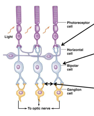 <p><span><span>Lateral inhibition in the retina</span></span></p>
