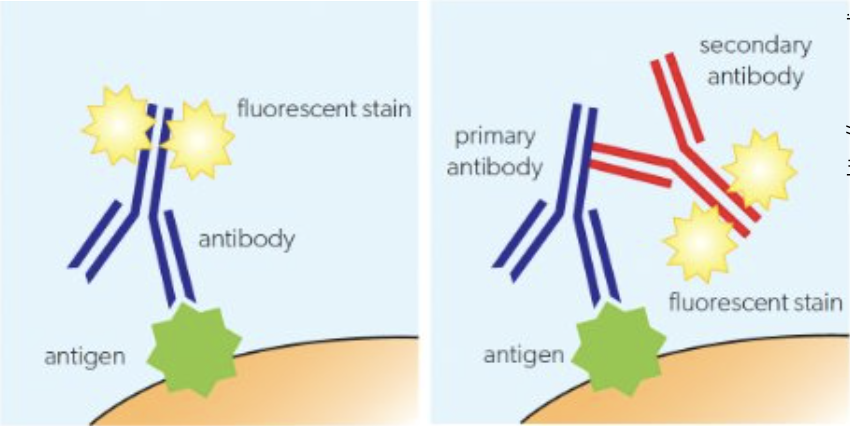 <ul><li><p>uses <strong>antibodies</strong> which are equipped with a <strong>fluorescent marker.</strong></p></li><li><p>Upon binding with an <strong>antigen</strong> a<strong> fluorescent image </strong>can be produced</p></li></ul><p></p>